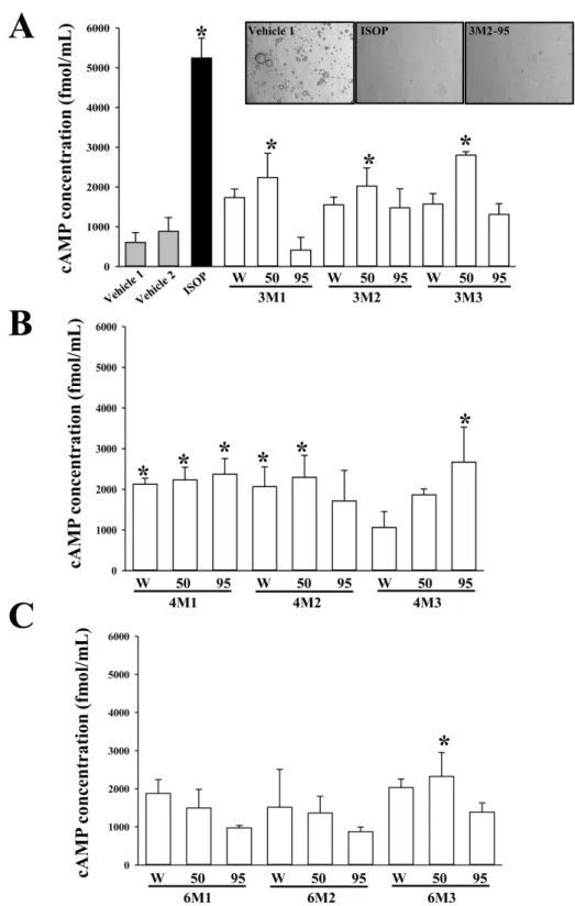 Figure 2. Analysis of cAMP concentration. After 27 EMfCs treatment, the concentration of cAMP was measured in the supernatant of primary adipocytes treated with 27 EMfCs (200 µg/mL) that were fermented for 3 weeks (A), 4 weeks (B) and 6 weeks (C)