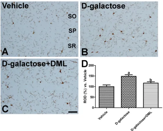 Figure 2. Immunohistochemical staining for ionized calcium-binding adapter molecule 1 (Iba-1) in the hippocampal CA1 region of vehicle-treated (A),  D -galactose-treated (B), and  D -galactose-treated group with Dendropanax morbifera Léveille leaf extract 