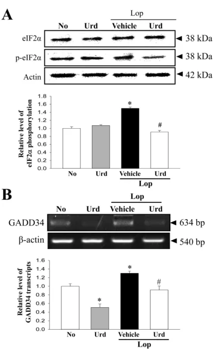 Figure 3. Expression of marker proteins in the PERK/eIF2-ATF4 pathway. (A) The expression levels of eIF2α and p-eIF2α in total proteins were detected with specific antibodies