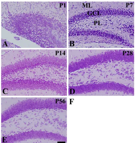 Figure 1. Cresyl violet staining in the mouse dentate gyrus at P1 (A), P7 (B), P14 (C), P28 (D), and P56 (E)