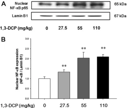 Figure 4. Effects of 1,3-DCP on NF-κB expression. (A) Immunoblotting of hepatic nuclear NF-κB expression in the male rats treated with 1,3-DCP (nuclear loading control: Lamin B1)