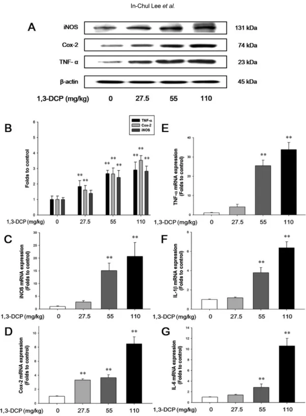 Figure 5. Effects of 1,3-DCP on NF-κB-related inflammatory mediators and cytokines. (A) Immunoblotting analysis of TNF-α, Cox- Cox-2, and iNOS expression and (B) its relative protein levels in the male rats treated with 1,3-DCP (loading control: β-actin)