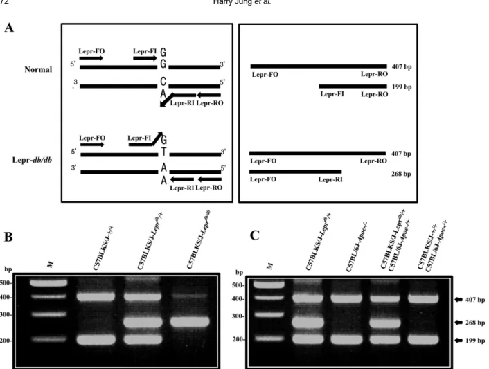 Figure 2. Detection of leptin receptor mutation by the tetra-primer ARMS-PCR analysis