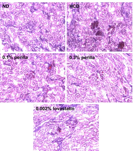 Figure 5. Representative microscopic findings of the kidney of rabbits fed a high-cholesterol diet (HCD) containing perilla oil or lovastatin for 10 weeks