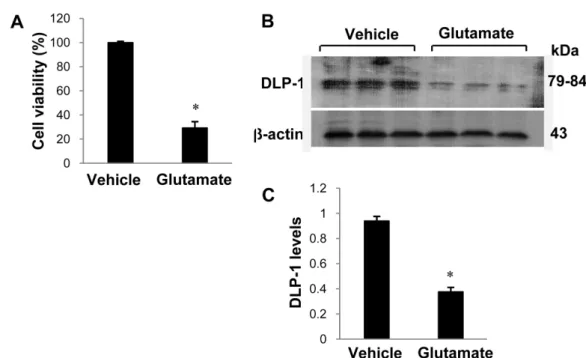 Figure 4. Cell viability (A) and Western blot analysis of dynamin-like protein 1 (DLP-1) in HT22 cells