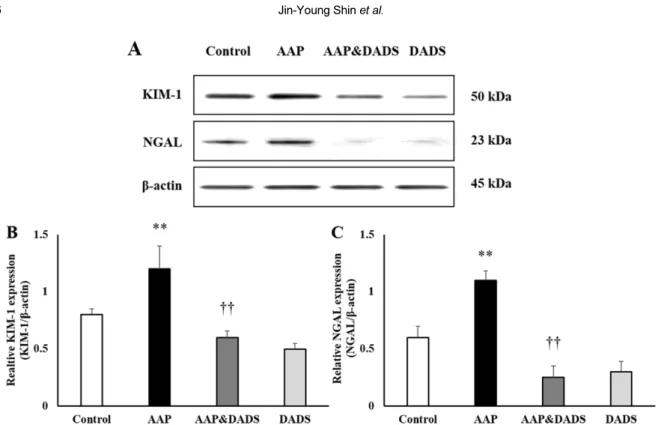 Figure 5. Western blot analysis of KIM-1 and NGAL expressions in rats treated with AAP and/or DADS