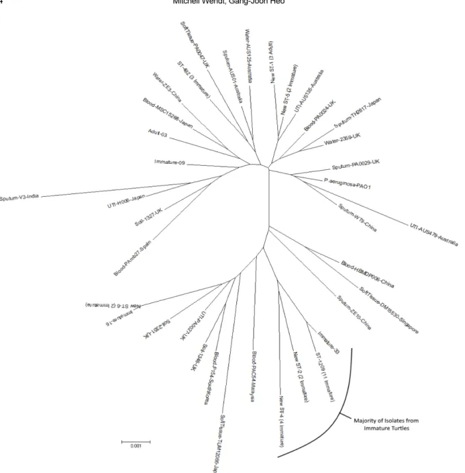 Figure 3. Radiation tree using the concatenated sequences of internal MLST fragments from seven housekeeping genes (acsA, aroE, guaA, mutL, nuoD, ppsA, and trpE) of 57 strains of P