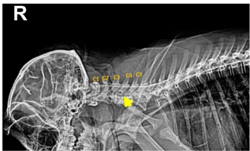 Figure 1. Cervical myelogram of the monkey with a disappearance (yellow arrow) of ventral contrast column between C1 and C4.
