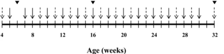 Figure 1. Experimental design. Three mouse groups with genotypes of homozygotes (db/db), heterozygotes (db/+) and wild (+/+) type were housed under specific pathogen free conditions (n=5 for each group)