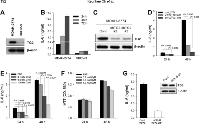 Figure 1. TG2 expression levels in cancer cells correlated with IL-6 production. (A) TG2 expression in the two human ovarian cancer cell lines was analyzed by Western blotting