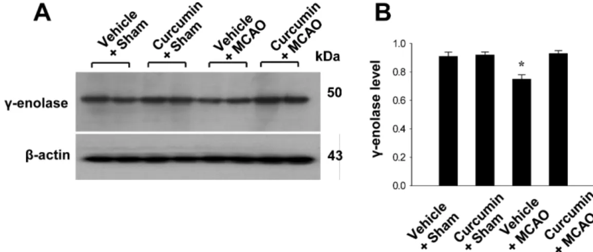 Figure 3. Western blot analysis of γ-enolase in the cerebral cortices from vehicle+sham, curcumin+sham, vehicle+middle cerebral artery occlusion (MCAO), and curcumin+MCAO animals