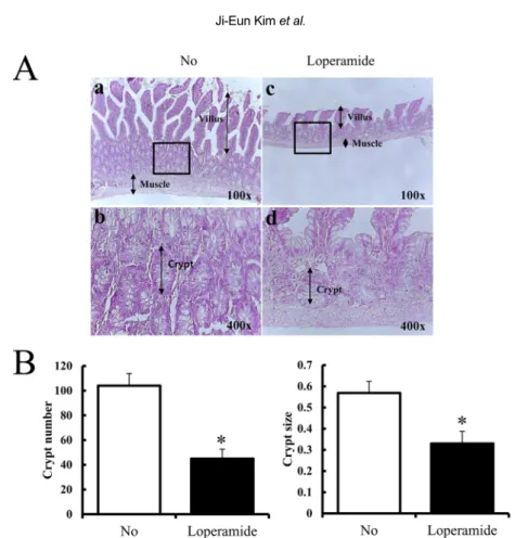 Figure 1. Effects of loperamide treatment on histological parameters in the transverse colon of SD rats