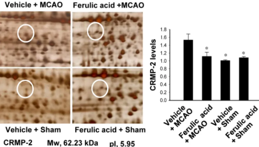 Figure 1. Collapsin response mediator protein 2 (CRMP-2) protein spots identified by MALDI-TOF in the cerebral cortex from vehicle+middle cerebral artery occlusion (MCAO), ferulic acid+MCAO, vehicle+sham, ferulic acid+sham animals