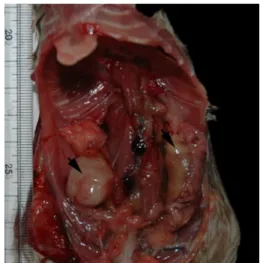 Figure 1. Gross finding of the masses (arrows) in both side of the uterus.