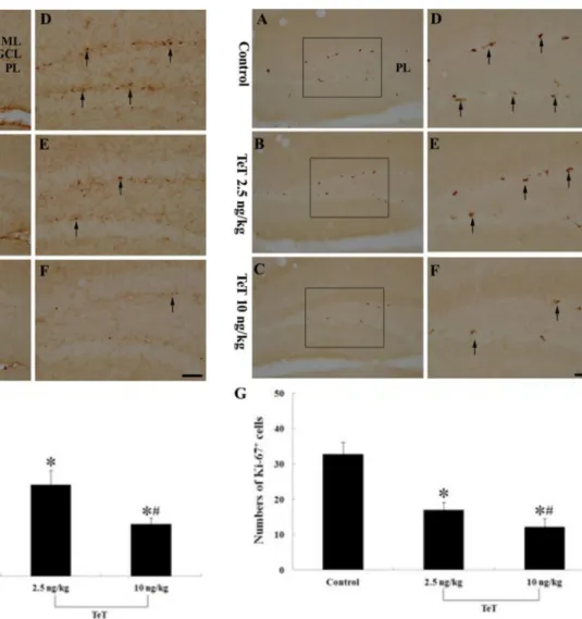 Figure 3. Ki-67 immunohistochemistry in the mouse DG of the control- (A and D), 2.5 ng/kg TeT (B and E)- and 10 ng/kg TeT (C and F)-treated-groups