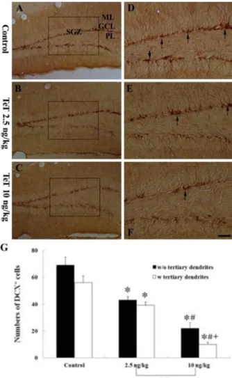 Figure  5. Western blot analysis of DCX in the mouse DG derived from the control-, 2.5 and 10 ng/kg TeT-treated-groups (n=7 in each group)