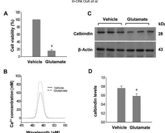 Figure 3. Cell viability (A), intracellular calcium concentration (B), Western blot analysis of calbindin (C and D) in HT22 cells.