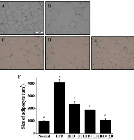 Figure 6. Effects of Yerba Mate on histological adipocyte size in a mouse obesity model induced by a high-fat diet