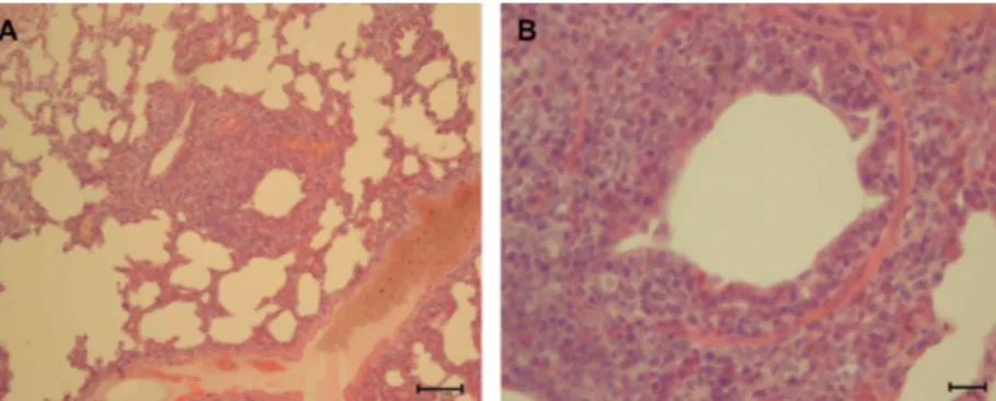 Figure 1. Histopathological findings in the lung of dog No. 8. (A) Peribronchiolar lymphoid hyperplasia and interstitial thickening lesions
