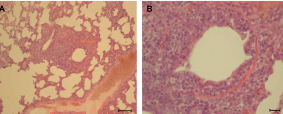Figure 1. Histopathological findings in the lung of dog No. 8. (A) Peribronchiolar lymphoid hyperplasia and interstitial thickening lesions