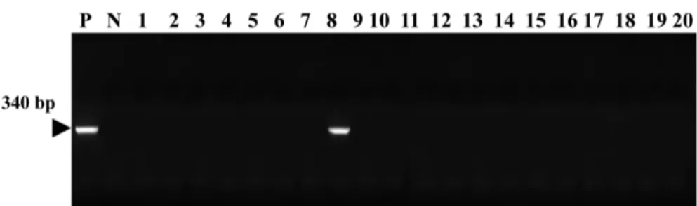 Figure 3. Amplification of DNA extracted from the lung tissue of dog No. 8 with canine Mycoplasma species-specific primers was confirmed on 1.2% agarose gel electrophoresis