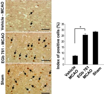 Figure 5. Immunostaining of parvalbumin in the cerebral cortices of vehicle-treated, EGb 761-treated, and  sham-operated animals