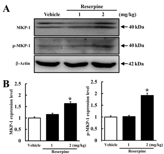 Figure 2. Expression of total and phosphorylated MKP-1 in brain cortex of reserpine-induced MDD mice