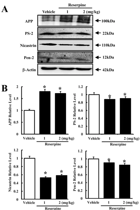 Figure 3. Expression of γ-secretase components in brain tissues of reserpine-induced MDD mice