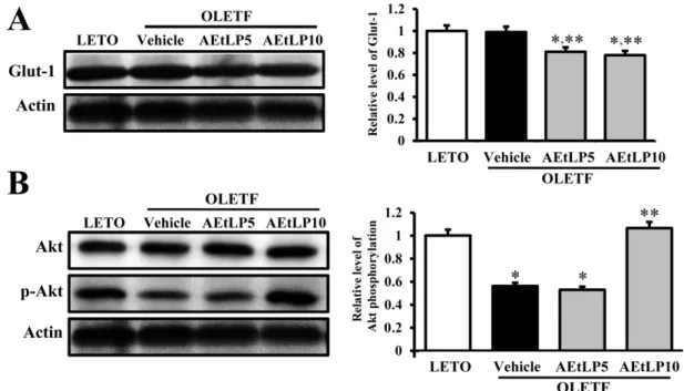 Figure 3. Glut-1 expression and its regulatory mechanism in liver. Tissue lysates were prepared from liver tissues of LETO, vehicle- vehicle-, and AEtLP-treated OLETF rats