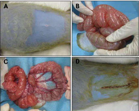 Figure 2. Gastrointestinal dilation in a laboratory rhesus monkey. (A) Abdominal distension by acute gastrointestinal dilation was observed