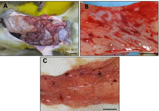 Figure 3. Postmortem examination of a rhesus monkey with gastrointestinal dilation. (A) Excessive large intestinal dilation was found