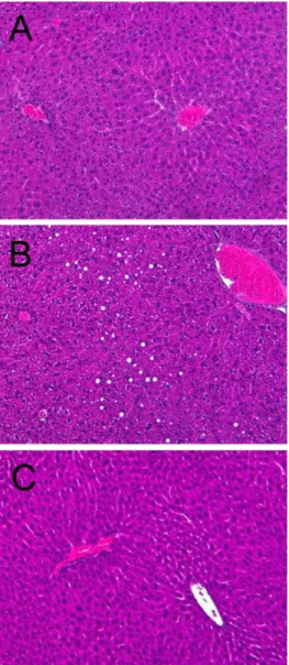 Figure 5. Representative findings of the liver of mice fed normal diet (A), high-fat diet alone (B) or containing 3% Rapha diet ®  preparation (C) for 8 weeks