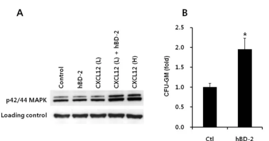 Table 1. In vivo engraftment of BMNCs and CFU-GM progenitor cells 12 days after transplantation
