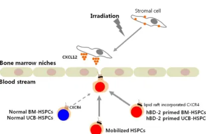 Figure 5. New strategy for the optimization of HSPC transplantation efficiency by employing cationic peptides