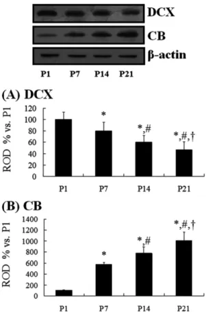 Figure 5. Western blot analyses of DCX (A) and CB (B) in the DG at P1, P7, P14, and P21