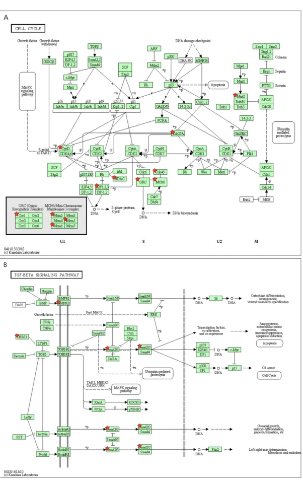 Figure 4. Pathway assignment of the important genes based on KEGG. The genes of up-regulation in cell cycle pathway (A) and the genes of down-regulation in TGF-β signaling pathway (B) were determined by KEGG pathway