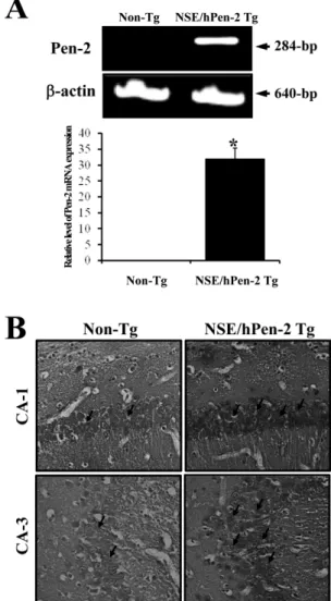 Figure 1. Pen-2 expression and accumulation of Aβ-42 peptides in the brain of CMV/hPen-2 Tg mice