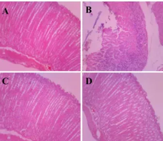 Figure 3.  Histopathological findings of the stomach in the study on therapeutic effects of H