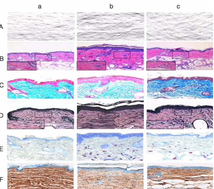 Figure 1.  Comparison of replica images in SKH-1 hairless mice at 6 weeks after the beginning of experiment a: normal group, b: