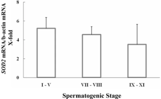 Figure 4.  Stage-specific expression of extracellular superoxide dismutase (SOD3) genes during spermatogenesis