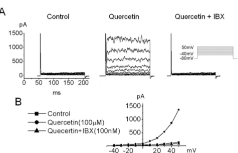 Figure 4.  Effect of quercetin and Iberiotoxin (IBX, a blocker of large conductance Ca 2+ -activated K +  current) on BK Ca  in hUC-MSCs.
