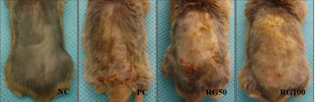 Figure 1. Gross appearance comparison of picryl chloride (PC)-induced atopic dermatitis in NC/Nga mice