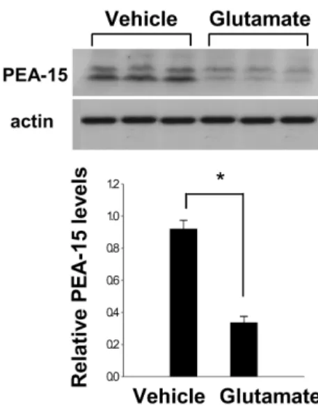 Figure 3. Western blot analysis of PEA-15 in HT22 cells.