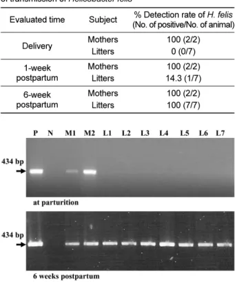 Figure 1. Result of Helicobacter felis specific polymerase chain reaction with the fecal samples