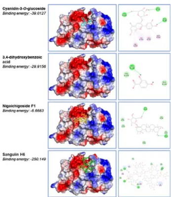 Fig. 4. The docking structures of R. coreanus compounds with coactivator-binding site of estrogen receptor α