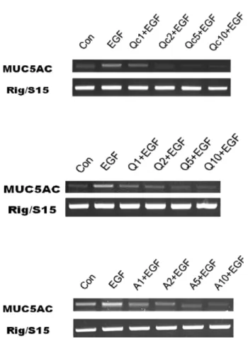 Fig. 6. Effect of quercitrin, quercetin or afzelin on EGF-induced MUC5AC mRNA expression in NCI-H292 cells