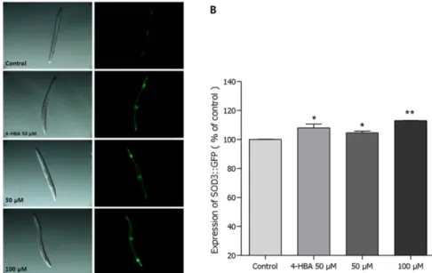 Fig. 6. Effects of piperine on the expression of SOD-3 (CF1553) was determined using transgenic nematodes