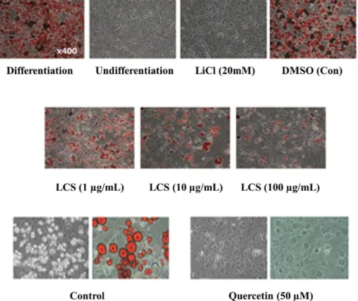Fig. 7. Effect of LCS on the adipocyte differentiation of 3T3-L1 preadipocyte cells. 3T3-L1 cells were induced to differentiation for 7 days with or without 20 mM LiCl