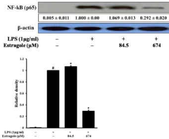Fig. 3. Inhibitory effect of estragole on the expression of NF-κB (total protein) in LPS-stimulated RAW264.7 cells