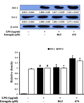 Fig. 6. Inhibitory effect of estragole on the expression of HO-1 and Nrf-2 in LPS-stimulated RAW264.7 cells